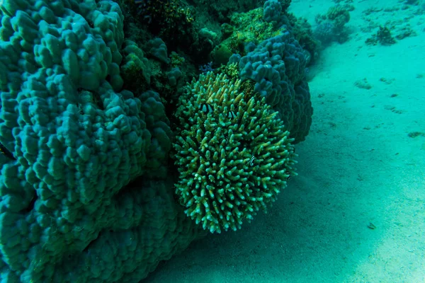 Stingray στις κοραλλιογενείς αυστηρότερος από Sharm El Sheih — Φωτογραφία Αρχείου