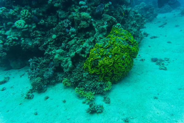 Stachelrochen auf Korallenriff von Sharm el Sheih — Stockfoto