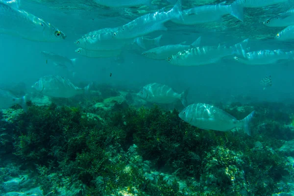 Underwater scene with coral reef and fish photographed in shallow water, Red Sea, Egypt — Stock Photo, Image