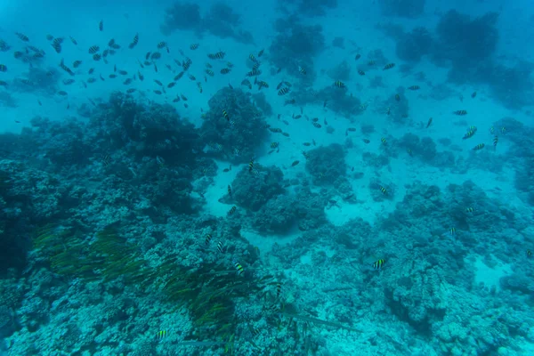 Stingray su corallo sordo di Sharm El Sheih — Foto Stock