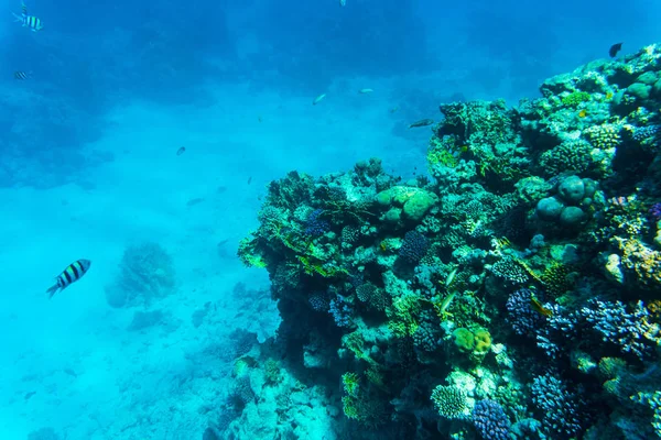 Stingray su corallo sordo di Sharm El Sheih — Foto Stock