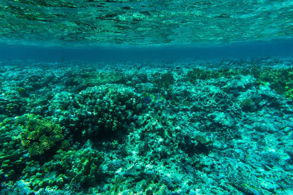 Vibrant underwater corall reaf — Stock Photo, Image