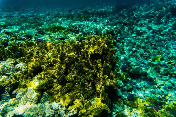 Lebendige Unterwasser-Korallenriff — Stockfoto