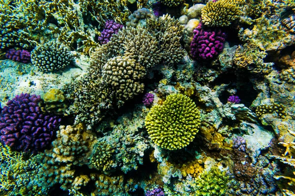 Żywe corall podwodne reaf — Zdjęcie stockowe