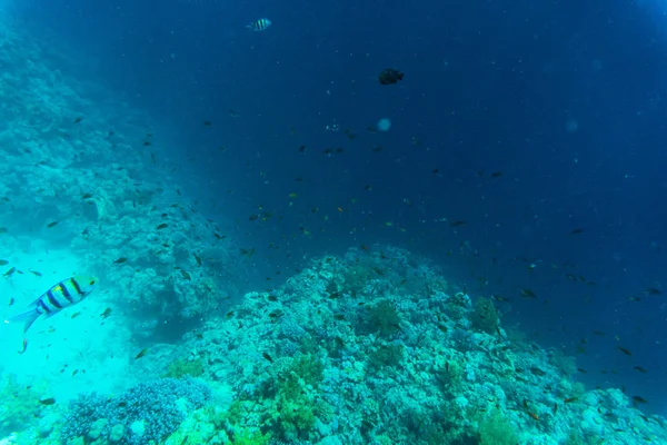 Lebendige Unterwasser-Korallenriff — Stockfoto