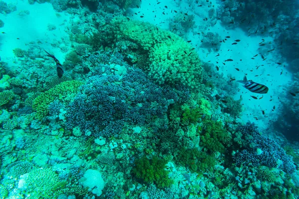 Vibrante corallo subacqueo sordo — Foto Stock