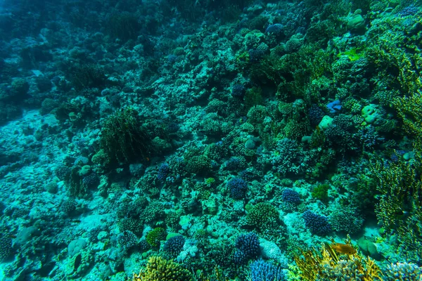 Pesci sui sordi, corallo di Mar Rosso — Foto Stock