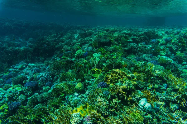 聴覚障害、紅海のサンゴ礁の魚類 — ストック写真