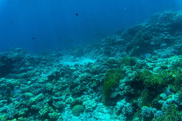 Pesci sui sordi, corallo di Mar Rosso — Foto Stock