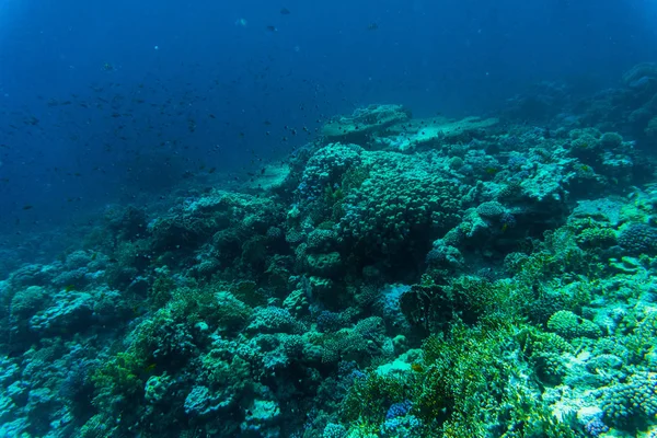 聴覚障害、紅海のサンゴ礁の魚類 — ストック写真