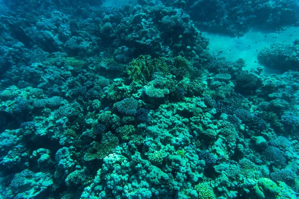 Poissons sur les sourds, corail de la mer Rouge — Photo