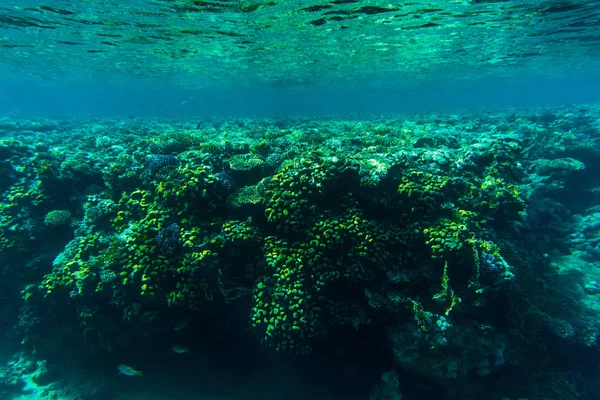 Pesci sui sordi, corallo di Mar Rosso — Foto Stock