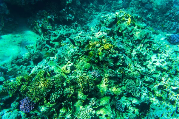 Poissons sur les sourds, corail de la mer Rouge — Photo