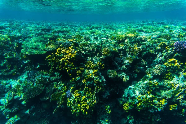 聴覚障害、紅海のサンゴ礁の魚類 — ストック写真