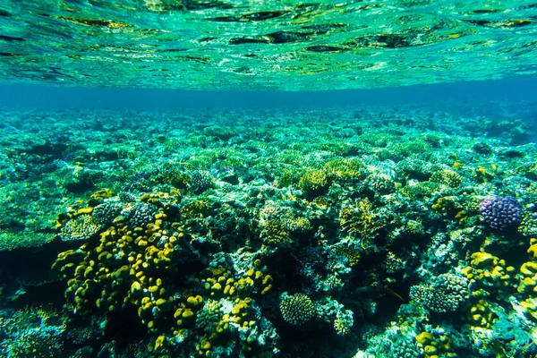 聴覚障害、紅海のサンゴ礁の魚類 — ストック写真