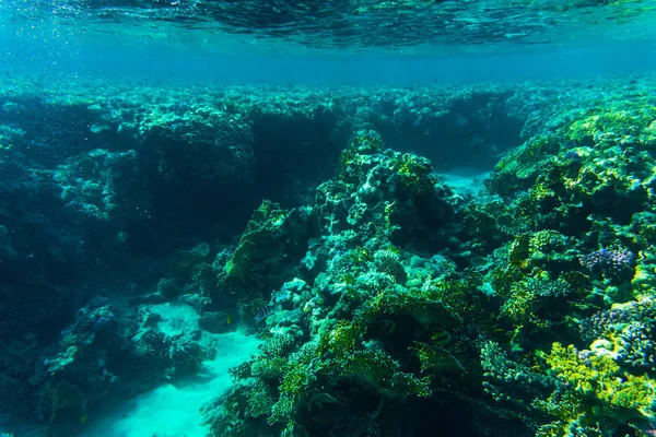 サンゴ礁、シャルムエルシェイク、エジプトから魚します。海の世界. — ストック写真