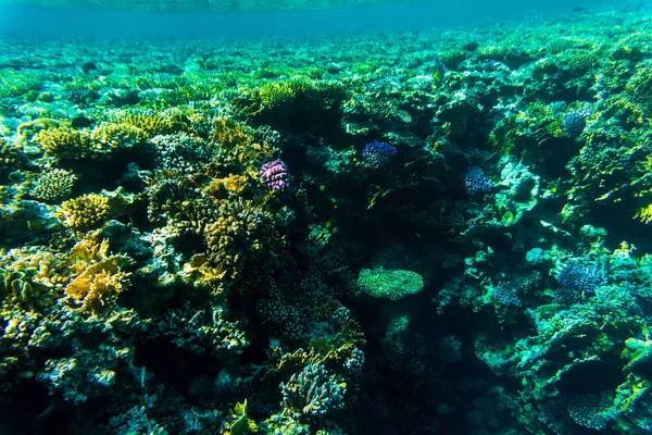 Peixe do recife de coral, Sharm El Sheikh, Egipto. Mundo do mar . — Fotografia de Stock