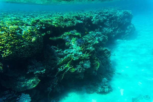 サンゴ礁、シャルムエルシェイク、エジプトから魚します。海の世界. — ストック写真