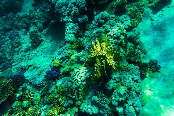 산호초, 샤 름 엘 셰이크, 이집트에서 물고기. 씨 월드. — 스톡 사진
