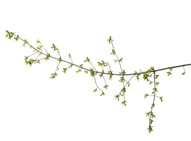 Bahar dalı ile beyaz arka plan üzerinde bırakır