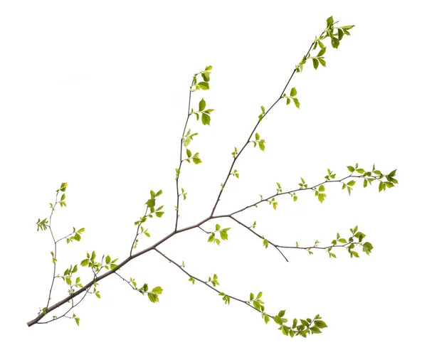 Cabang musim semi dengan daun di latar belakang putih — Stok Foto