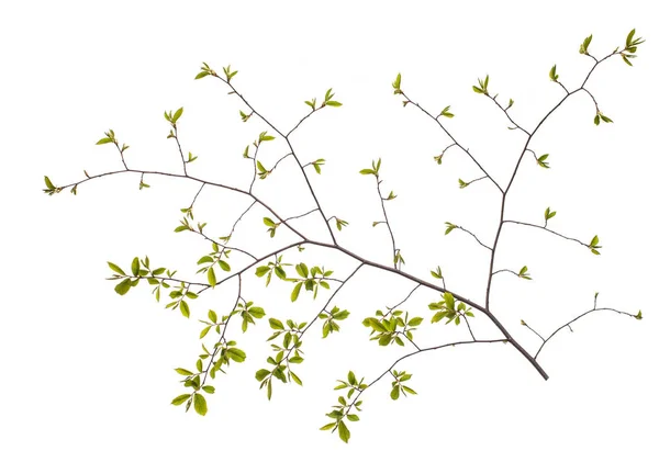 Fjærgren med blader på hvit bakgrunn – stockfoto