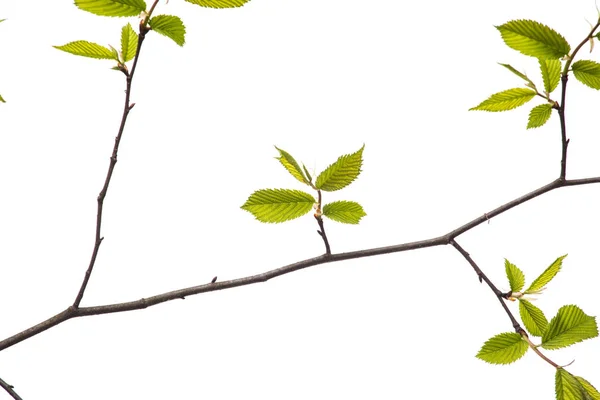 Rama de primavera con hojas sobre fondo blanco — Foto de Stock