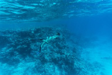 Bir nefes tutun dalış ve mavi şeffaf deniz mercan resif üzerinde Durultma genç kadın