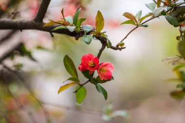 Doğanın arka planında çiçek ağacı var. Bahar çiçekleri. Bahar arkaplanı