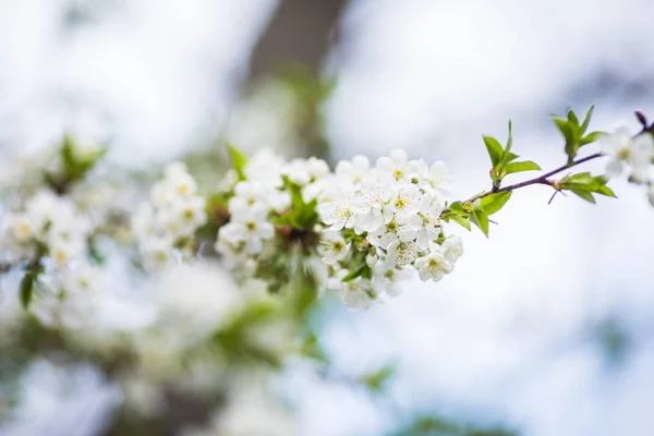 Closeup of blossoming cherry apple trees on a sunny spring day — Stock Photo, Image