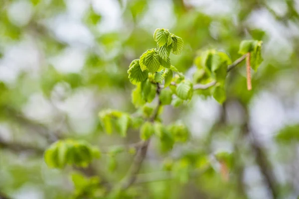 Feuilles vertes sur l'arbre sur fond extérieur — Photo