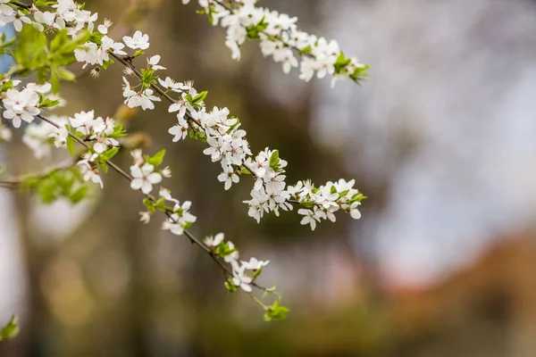 Blossom tree over nature background. Spring flowers. Spring Background — Stock Photo, Image