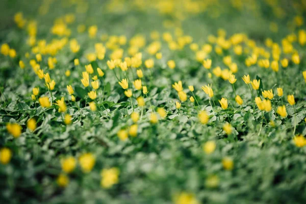 Lente achtergrond. Achtergrond van de natuur. Gele bloemen — Stockfoto