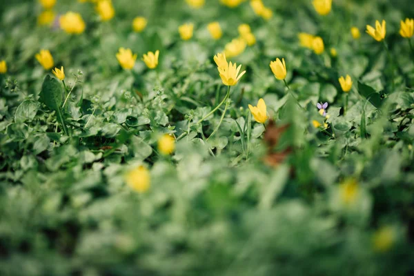 Lente achtergrond. Achtergrond van de natuur. Gele bloemen — Stockfoto