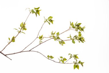 yeşil yaprakları ve dalları soyut doku çevre doğa için beyaz arka plan üzerinde dünya seviyorum