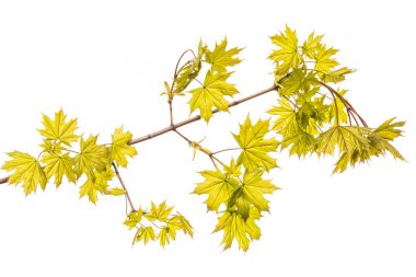 Beyaz arka plan üzerinde izole ağaç yaprak yeşil