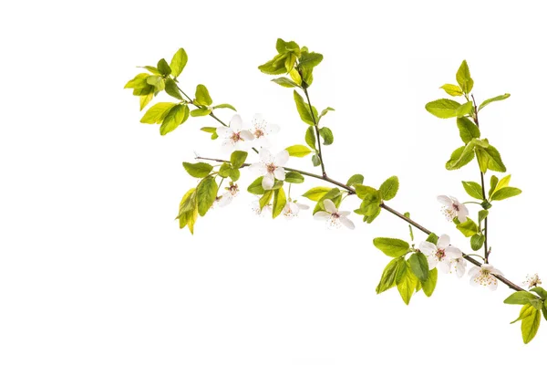 Green leaf tree isolated on white background — Stock Photo, Image