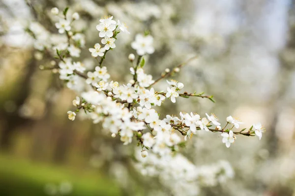 Abstract seasonal spring floral background. Blooming tree branches with apricot white flowers. — Stock Photo, Image