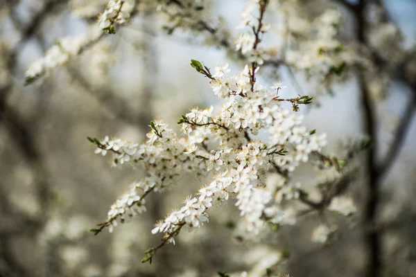 Branches of blossoming tree with white flowers tree — Stock Photo, Image