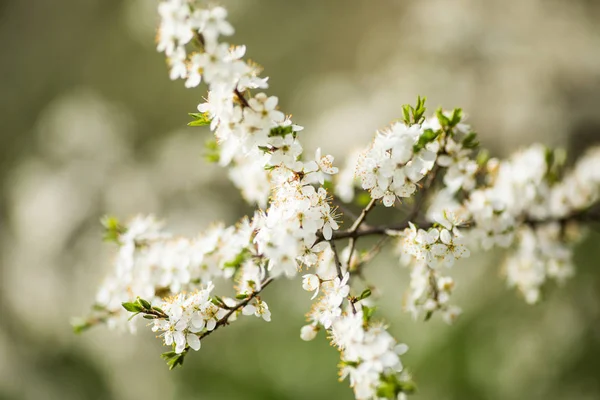 Branches of blossoming tree with white flowers tree — Stock Photo, Image