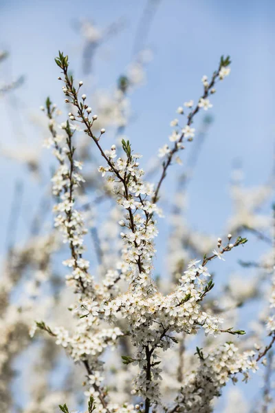 Almond tree with big white flowers under blue sky — Stock Photo, Image