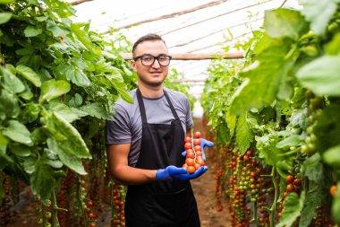 Genç adam elinde kiraz domates ile göstermek olgun, ha
