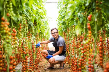 genç adam çiftçi makasla sera sebze arka planda sera domates, kiraz domates toplar.