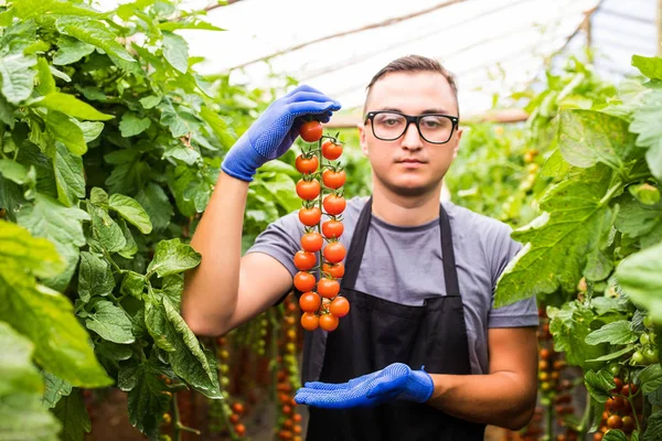 Genç adam elinde kiraz domates ile göstermek olgun, ha