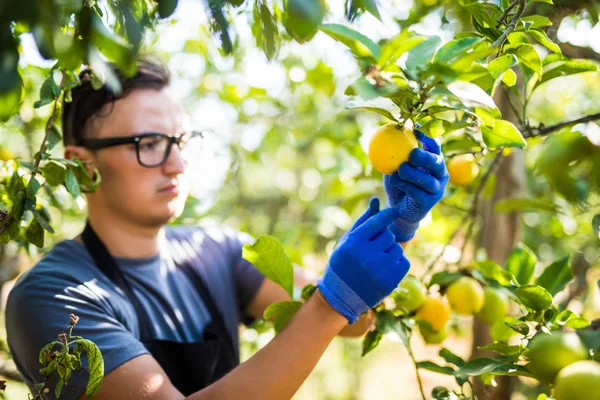 stock image Farmer cutting lemons of a tree full of ripe fruit. Looks at har