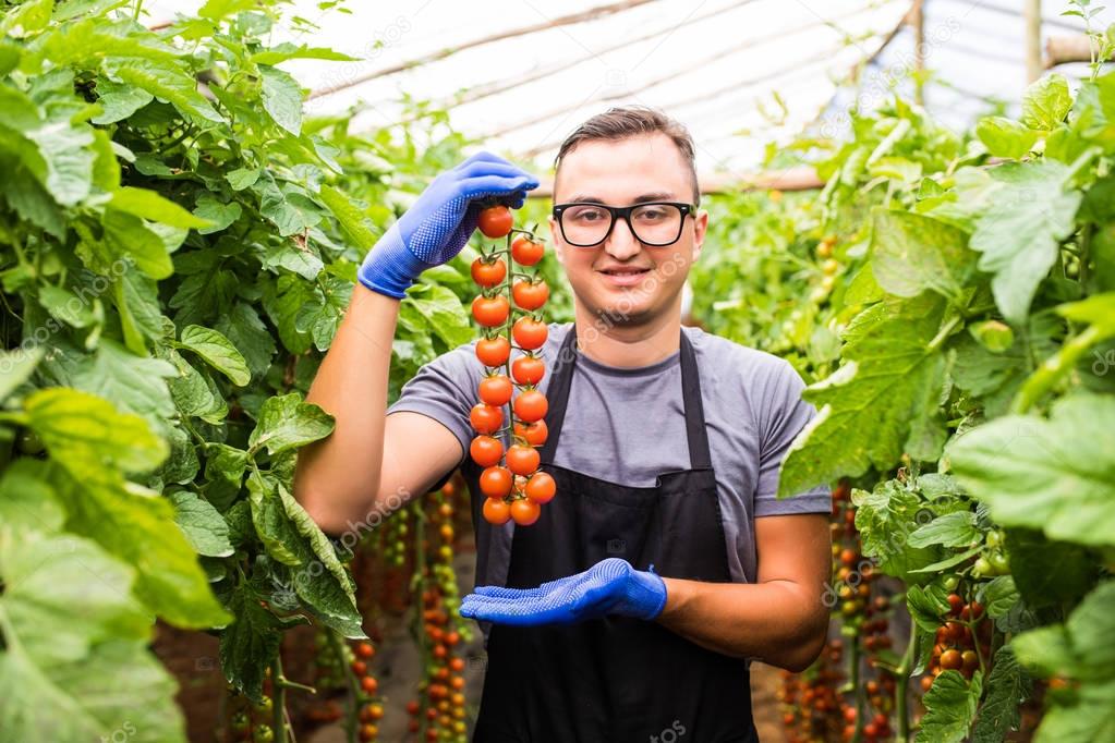 Young man farmer with tomato cherry ripe in hands shows the beauty of vegetable in greenhouse