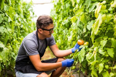 Sera domates hatvest ile iş yerinde dostu çiftçi