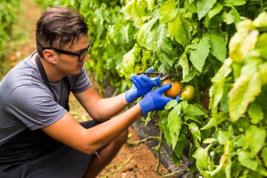 Sera domates hatvest ile iş yerinde dostu çiftçi