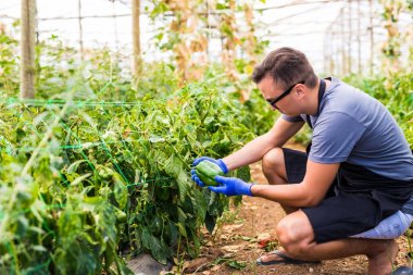 Genç çiftçi adam onun biber plantasyon sera içinde kontrol 