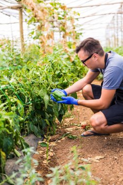 Genç çiftçi adam onun biber plantasyon sera içinde kontrol 
